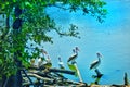 White heron bird in nice scenery Royalty Free Stock Photo