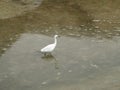 White heron bird in the river