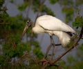 Wood Stork