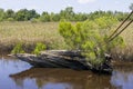 A white heron bird standing on dead tree truck surrounded by tall green and yellow grass and trees at Battleship North Carolina Royalty Free Stock Photo