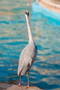 White Heron bird Standing at edge canal. Royalty Free Stock Photo