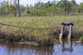 A white heron bird standing on a long rusty cable surrounded by tall green and yellow grass at Battleship North Carolina Royalty Free Stock Photo