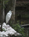 White Heron bird Stock Photos. Great White Heron bird profile view. Image. Portrait. Picture. Foliage and tree background. White