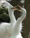 White Heron bird Stock Photos. Love birds. Valentine`s Day. Kissing. Sign of Love. White Heron bird couple profile view with