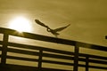 White heron bird at sunset