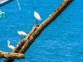 White heron birds seating on wood