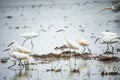 White Heron, Bittern,or Egret walking in the fields in Thailand.shallow focus effect