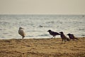 White heron and black crows at beach Royalty Free Stock Photo
