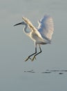 White heron dancer Royalty Free Stock Photo