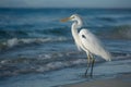 White heron egret on Baja California Sur beach, Cherritos photo