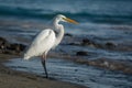 White heron egret on Baja California Sur beach, Cherritos photo