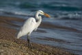 White heron egret on Baja California Sur beach, Cherritos photo