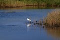 White heron. Egret bird hunting. Graceful fishing Royalty Free Stock Photo