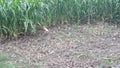 White heron in the field of tide Royalty Free Stock Photo