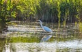 White heron fishing on a swampy pond Royalty Free Stock Photo
