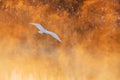 white heron flies over the misty river in the rays of sunset Royalty Free Stock Photo