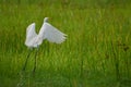 White heron on flight Royalty Free Stock Photo