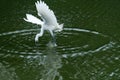 The egret catch fish from the river, in dark green background Royalty Free Stock Photo