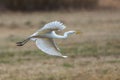 White heron at flight in the field at spring Royalty Free Stock Photo