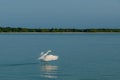 White heron in flight. White large bird above the surface with reflection in the water. Heron with open wings Royalty Free Stock Photo