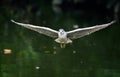 The egret flying on the river, in dark green background Royalty Free Stock Photo