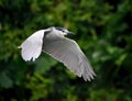 The egret flying on the river, in dark green background Royalty Free Stock Photo