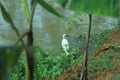 White heron in flight. White large bird above the surface with reflection in the water. Heron with open wings Royalty Free Stock Photo