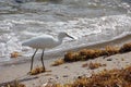 White Heron on Florida Beach