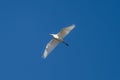 White Heron Flying Royalty Free Stock Photo