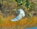 White Heron gliding just off the creek bank