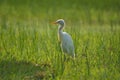 White heron on grass field,bird on grass field