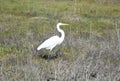 White Heron in a Grass Field with Neck Curved