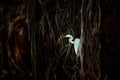 White heron, Great Egret, Egretta alba, in dark black root shore habitat, Ranthambore, India, Asia. Water bird with orange bill in