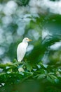 White heron in green vegetation, Costa Rica Cattle egret, Bubulcus ibis, in nature habitat, bird sitting on the tree.