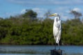 White Heron