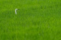 White heron head in the middle of the rice field