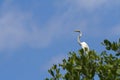 White Heron High in Tree