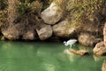 White heron hunting for fish in wetland in National park Camargue in Provence, Sud of France. Egret in water. Nature and wildlife