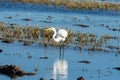 A white heron hunting on the lagoon. Adult white heron great egret on the hunt in natural park of Albufera, Valencia. Natural Royalty Free Stock Photo