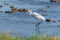 A white heron hunting on the lagoon. Adult white heron great egret on the hunt in natural park of Albufera, Valencia. Natural Royalty Free Stock Photo