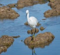 A white heron hunting on the lagoon. Adult white heron great egret on the hunt in natural park of Albufera, Valencia. Natural Royalty Free Stock Photo