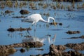 A white heron hunting on the lagoon. Adult white heron great egret on the hunt in natural park of Albufera, Valencia, Spain, Royalty Free Stock Photo