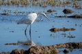 A white heron hunting on the lagoon. Adult white heron great egret on the hunt in natural park of Albufera, Valencia, Spain. Royalty Free Stock Photo