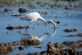 White heron hunting on the lagoon and the rice field. Adult white heron great egret on the hunt in natural park of Albufera, Royalty Free Stock Photo