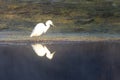 White heron hunting with small fish in beak while wading in Salt River near Mesa Arizona USA Royalty Free Stock Photo