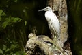 White Heron