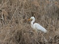 White heron immersed in a reed of an Italian river