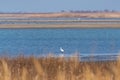 White heron on the lake Royalty Free Stock Photo