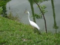 White heron on the lake shore