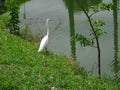 White heron on the lake shore